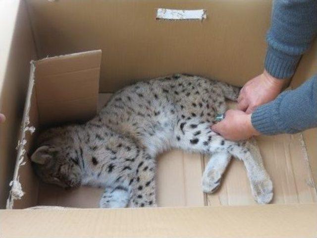 Yaralı Vaşak Yavrusuna Şefkat Eli 1