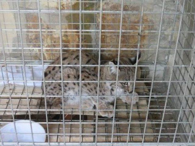 Yaralı Vaşak Yavrusuna Şefkat Eli 2