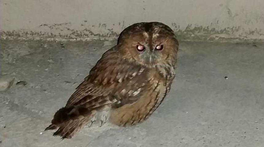 Yaralı Puhu Kuşuna K&ouml;yl&uuml;ler Sahip &Ccedil;ıktı