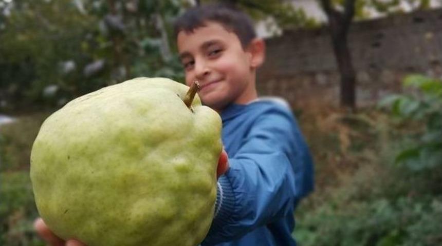 Aksaray&rsquo;da 1 Kilogram Ağırlığında Armut