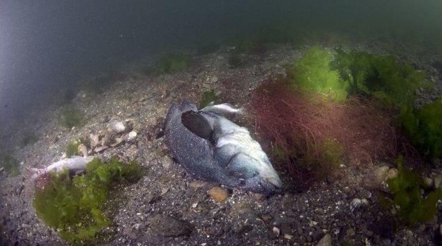 İzmit K&ouml;rfezi&rsquo;ndeki Balık &Ouml;l&uuml;mleri