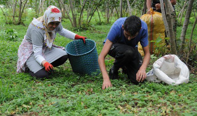 Giresun Ziraat Odası'ndan fındıkta rekolte ve fiyat eleştirisi