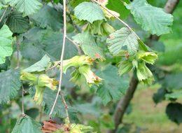 Giresun Ziraat Odası'ndan fındıkta rekolte ve fiyat eleştirisi