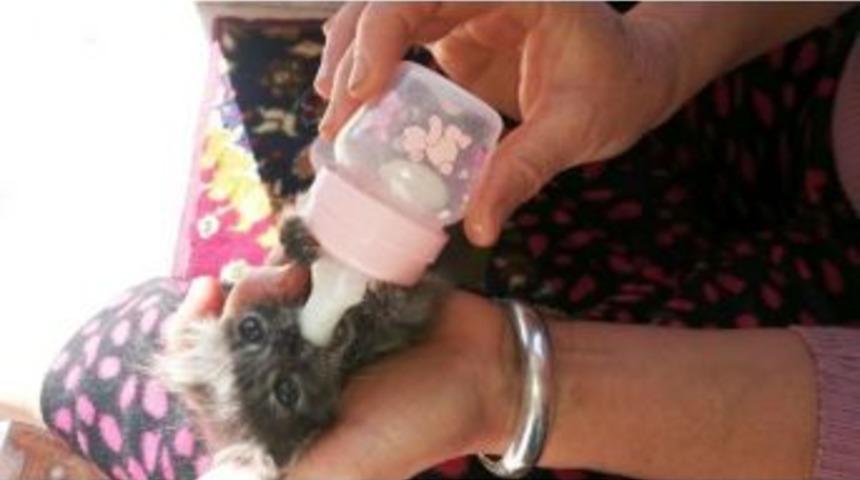 (&ouml;zel Haber) 2 G&uuml;nl&uuml;k Yavru Kediyi Bebek Gibi Biberonla Besliyor