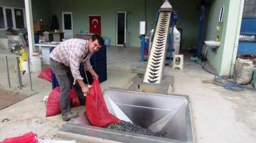 Zeytin Yağında &Uuml;retici Fiyatları Artışı S&uuml;r&uuml;yor