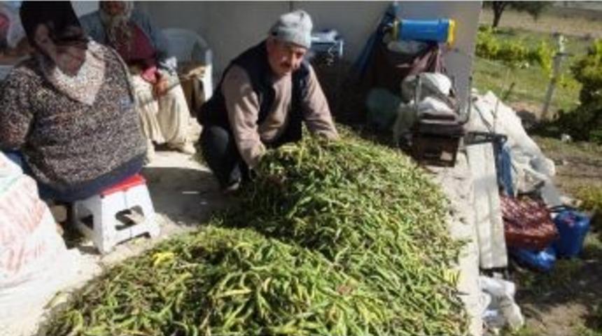 Emekli Vatandaş Bah&ccedil;esindeki &Uuml;r&uuml;nleri Dostlarına Dağıttı