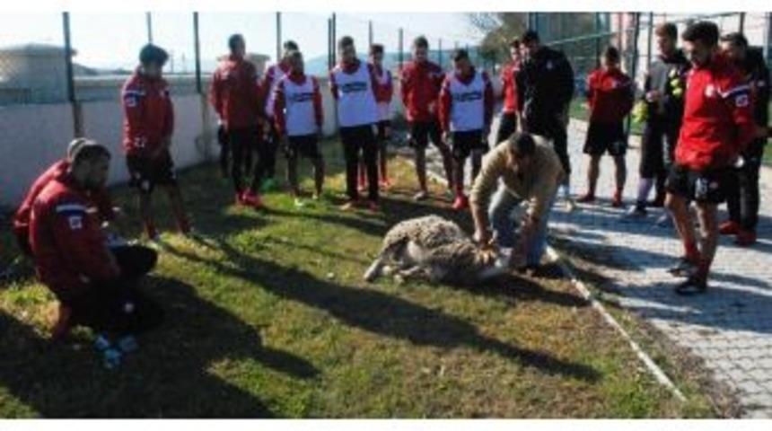 Sakatlıklardan Korunmak İ&ccedil;in Kurban Kestiler