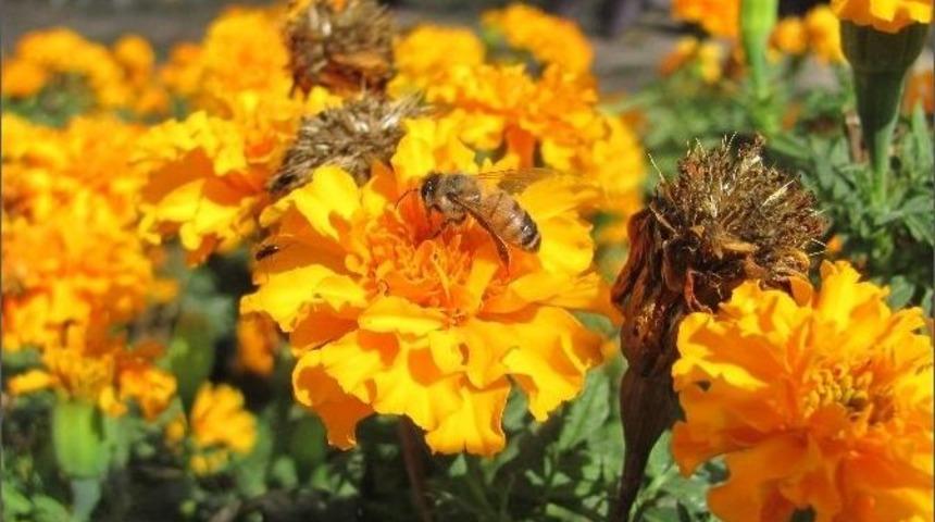 &Ccedil;i&ccedil;eklerin &Uuml;zerinde Polen Alan Arıların Etkileyen G&ouml;r&uuml;nt&uuml;s&uuml;