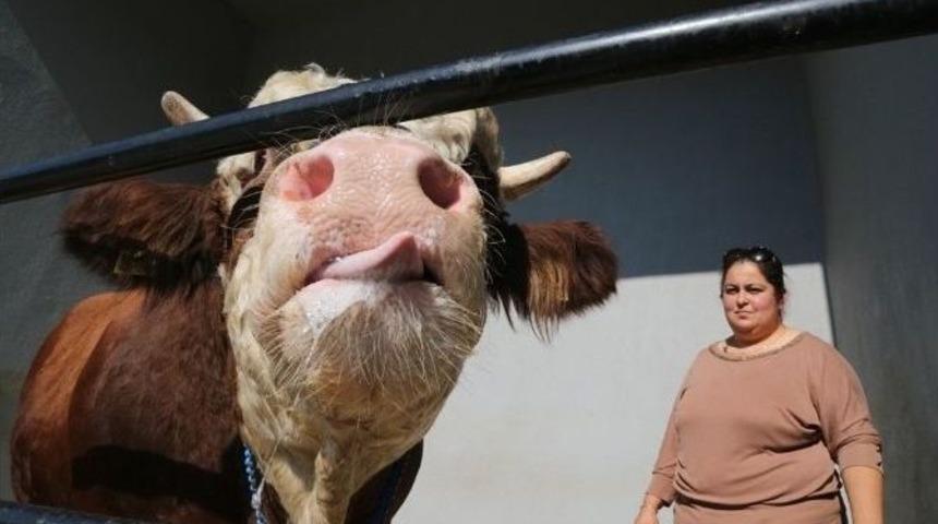 Damızlık Doruk&rsquo;un &Ccedil;ikolata Tutkusu