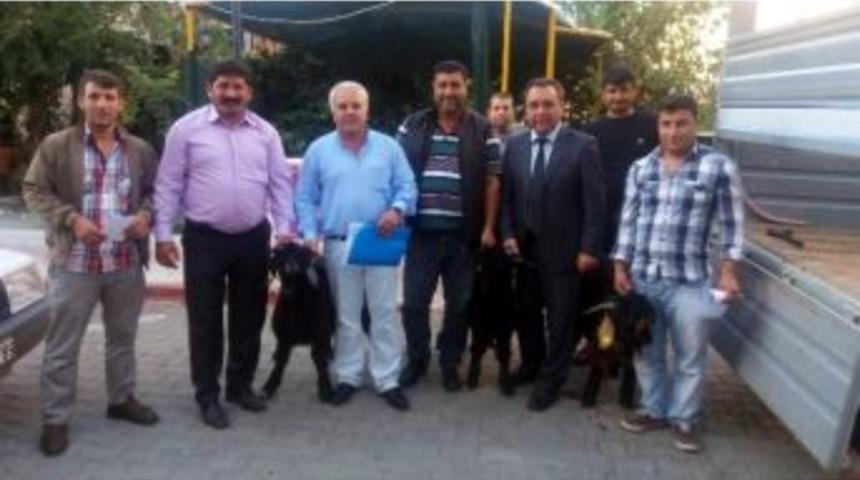 Dalaman&rsquo;da Kıl Ke&ccedil;isi Irkı Tekeler S&uuml;r&uuml; Sahiplerine Verildi