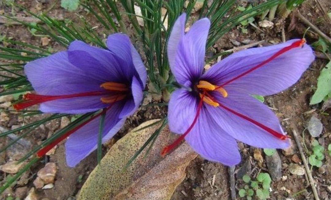Hatay&rsquo;da Safran Hasadı Başladı