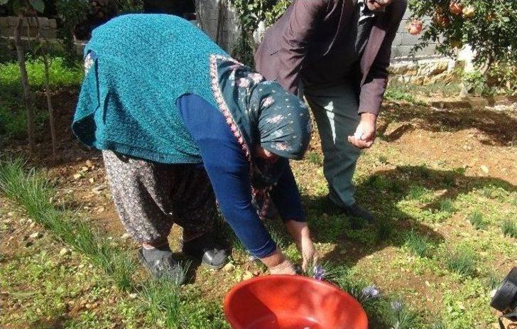 Hatay’da Safran Hasadı Başladı G4