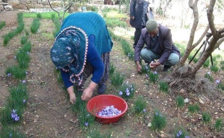 Hatay’da Safran Hasadı Başladı G5