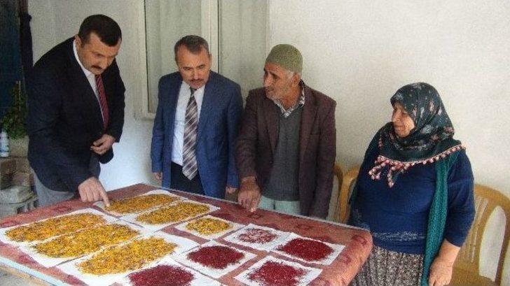 Hatay’da Safran Hasadı Başladı G2