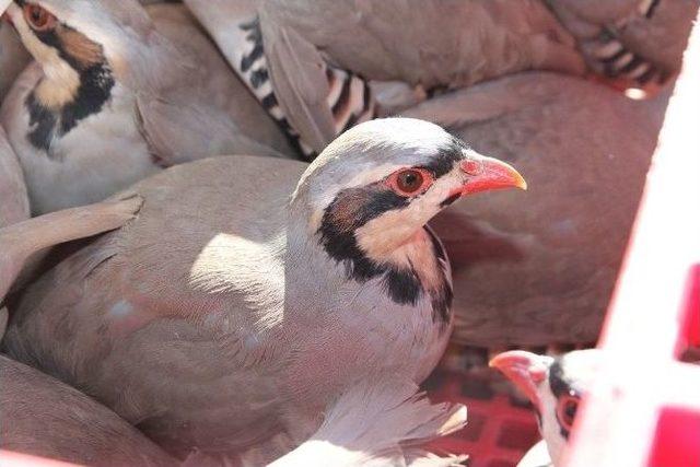 Yozgat’ta Doğaya Keklik Bırakıldı