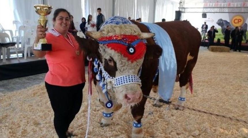 &Ccedil;ikolatacı &rsquo;doruk&rsquo; Şampiyon Oldu