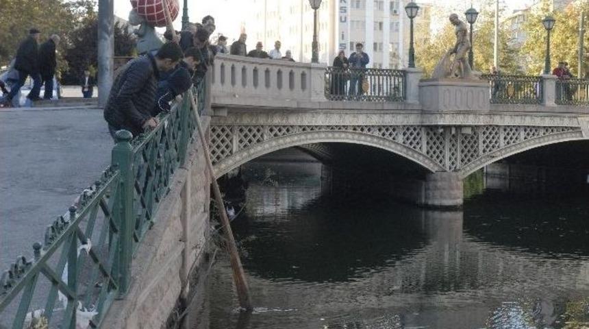 Porsuk &Ccedil;ayı&rsquo;nda G&uuml;vercin Seferberliği