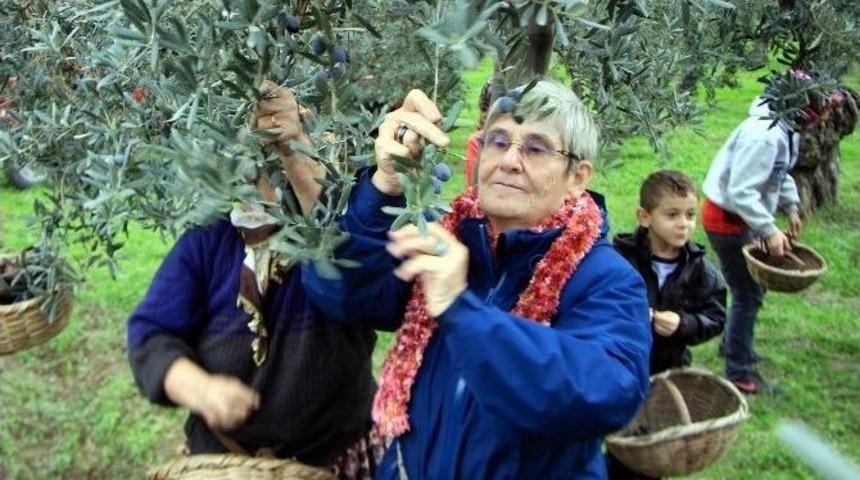 Canan Karatay Zeytin Topladı