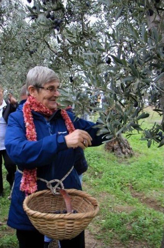 Canan Karatay Zeytin Topladı