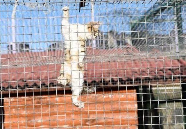 Büyükşehir Hayvan Bakımevi’nde Kış Hazırlıkları