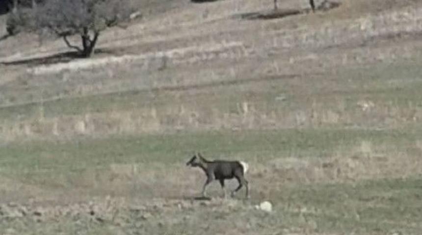 Kızıl Geyikler Karadeniz Ormanlarında