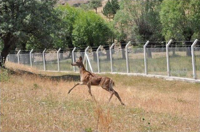 Kızıl Geyikler Karadeniz Ormanlarında