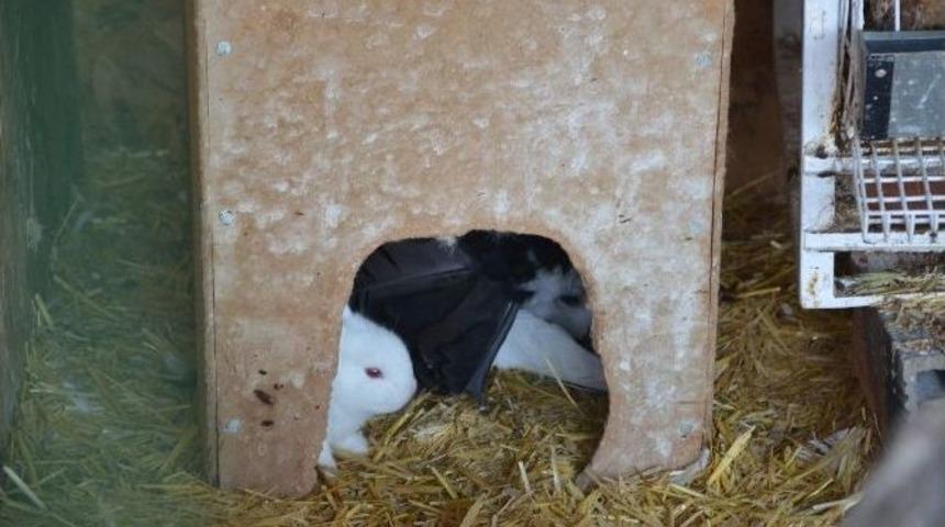 (&ouml;zel Haber) Tavşan Yavrularına G&uuml;vercin Annelik Yapıyor