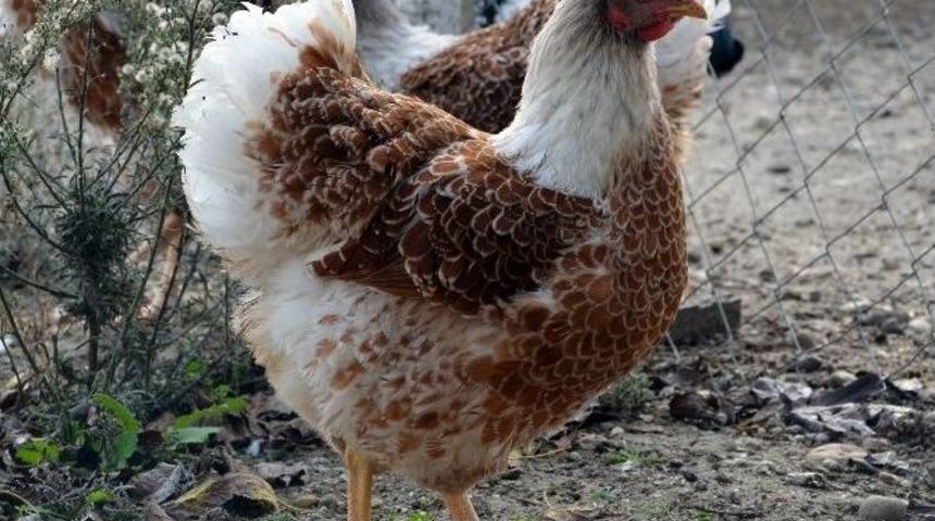 (&ouml;zel Haber) S&uuml;s Tavuklarını Hobi Olarak Yetiştiriyor