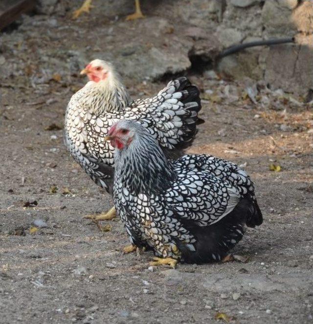 (özel Haber) Süs Tavuklarını Hobi Olarak Yetiştiriyor