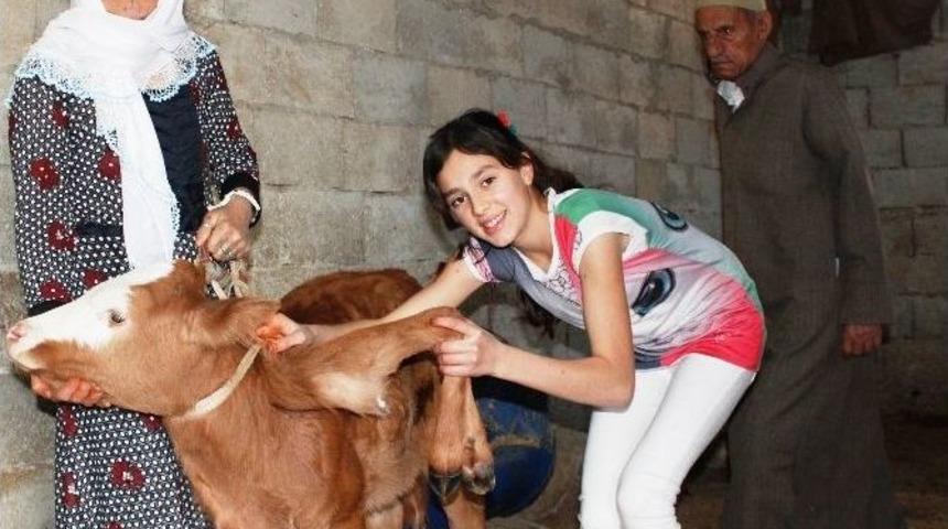 Şanlıurfa&rsquo;da Altı Bacaklı Buzağı