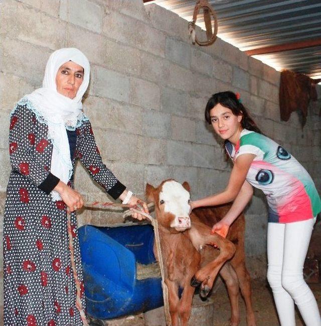 Şanlıurfa’da Altı Bacaklı Buzağı