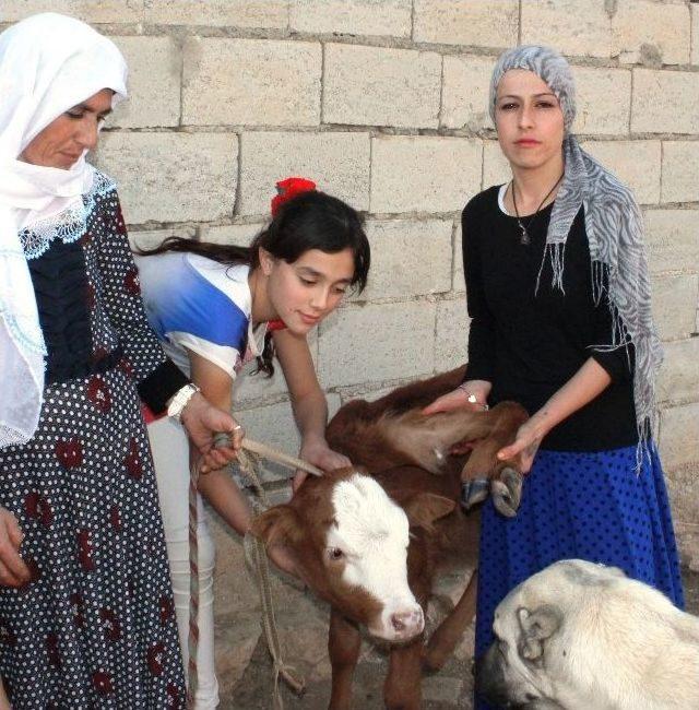 Şanlıurfa’da Altı Bacaklı Buzağı