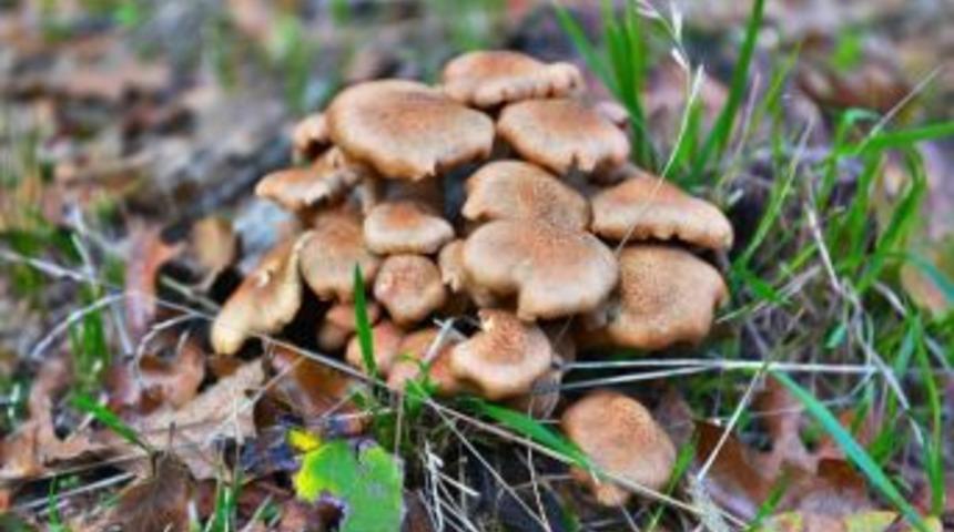 Sa&uuml; &Ouml;ğretim &Uuml;yesi &Ccedil;ağrı, Mantar Zehirlenmesi İle İlgili Bilgiler Verdi