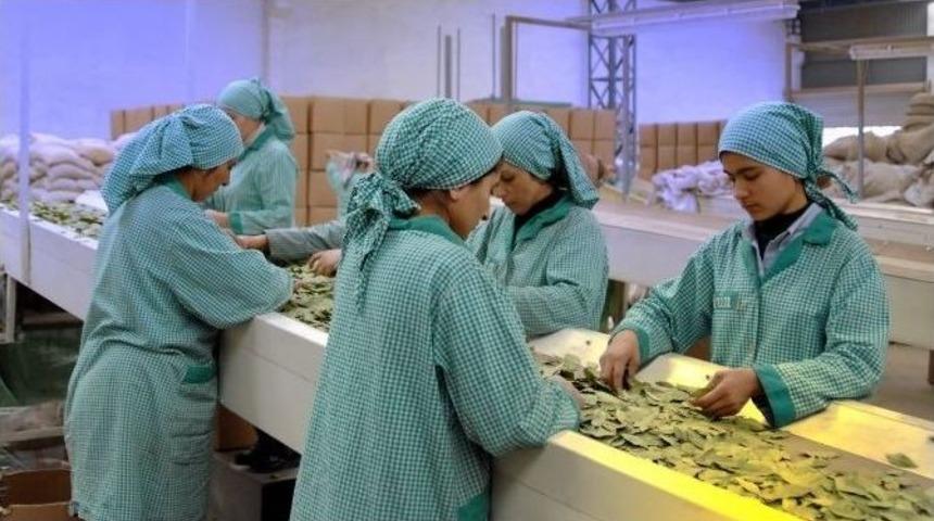 Baharat&ccedil;ılar D&uuml;nya İle Rekabet İ&ccedil;in Destek İstiyor