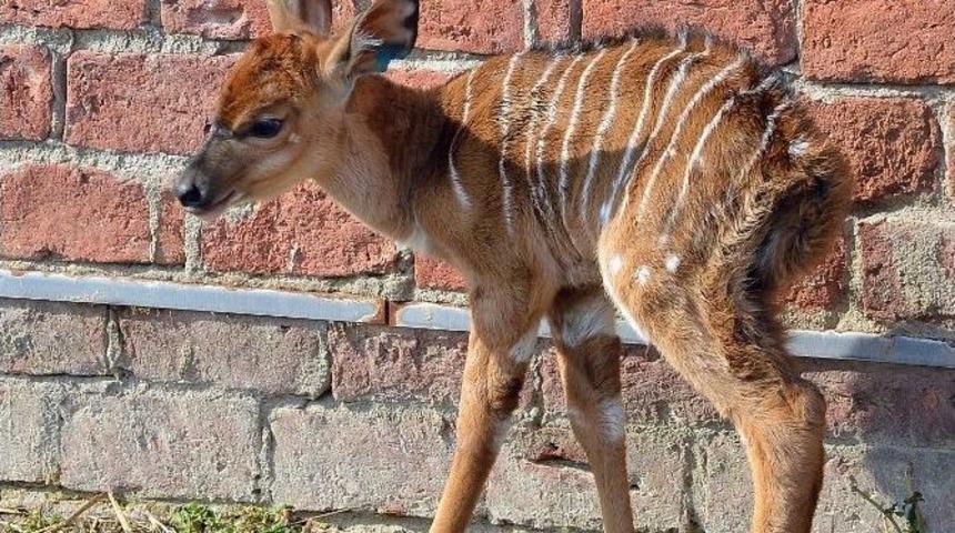 Doğal Yaşam Parkında Sevimli Antilop S&uuml;rprizi