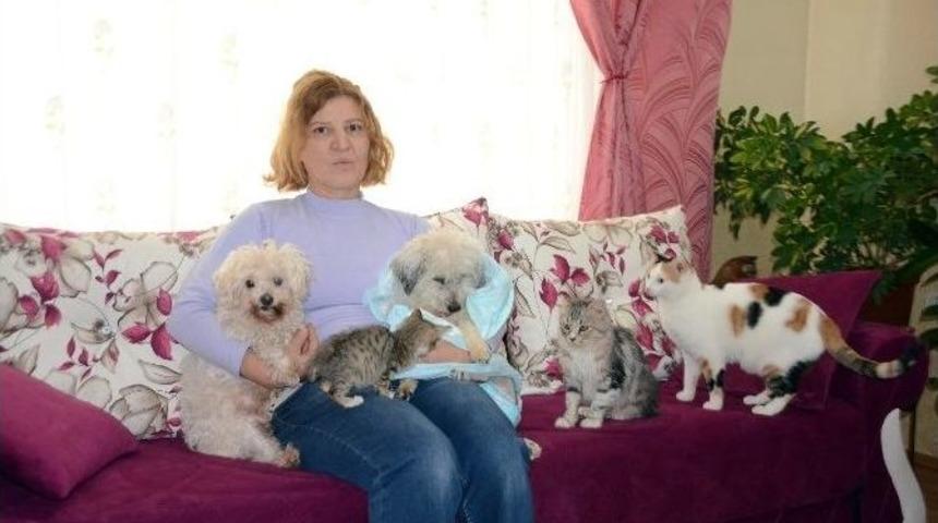 Kendini Sokak Hayvanlarına Adadı