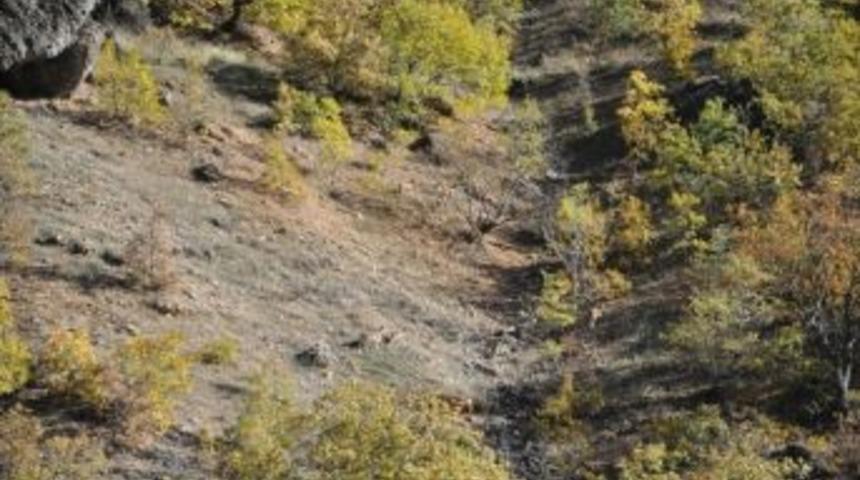 Doğa Koruma M&uuml;d&uuml;rl&uuml;ğ&uuml; Ka&ccedil;ak Avcılara G&ouml;z A&ccedil;tırmıyor