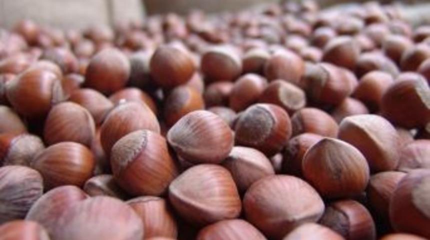 Fındıkta Y&uuml;zler G&uuml;l&uuml;yor