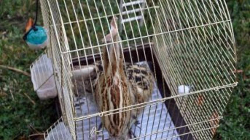 &Uuml;niversite &Ouml;ğrencisi Nesli T&uuml;kenmekte Olan &lsquo;balaban&rsquo; Kuşu Buldu