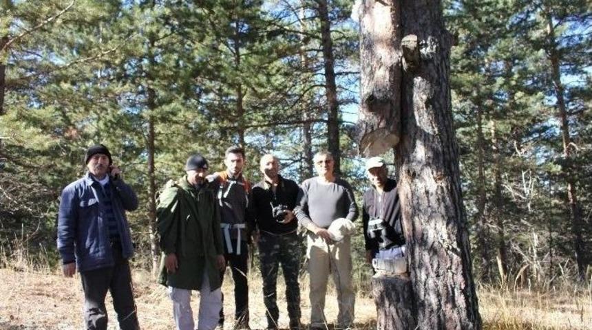 &Ccedil;am Ağacı İkizini Bırakmadı