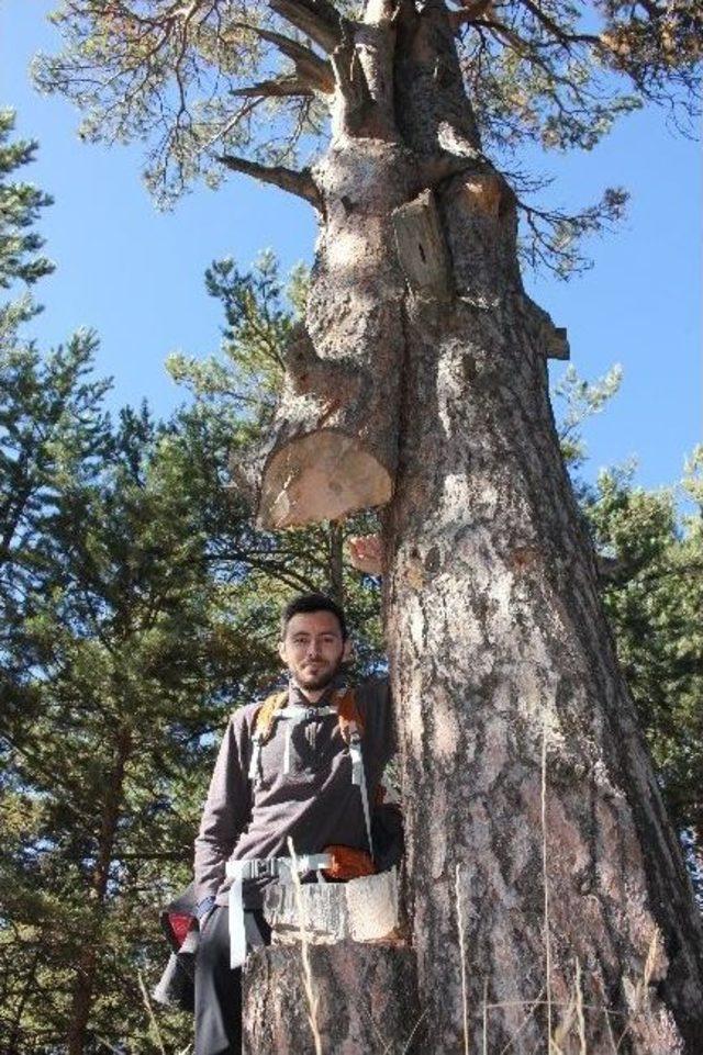 Çam Ağacı İkizini Bırakmadı