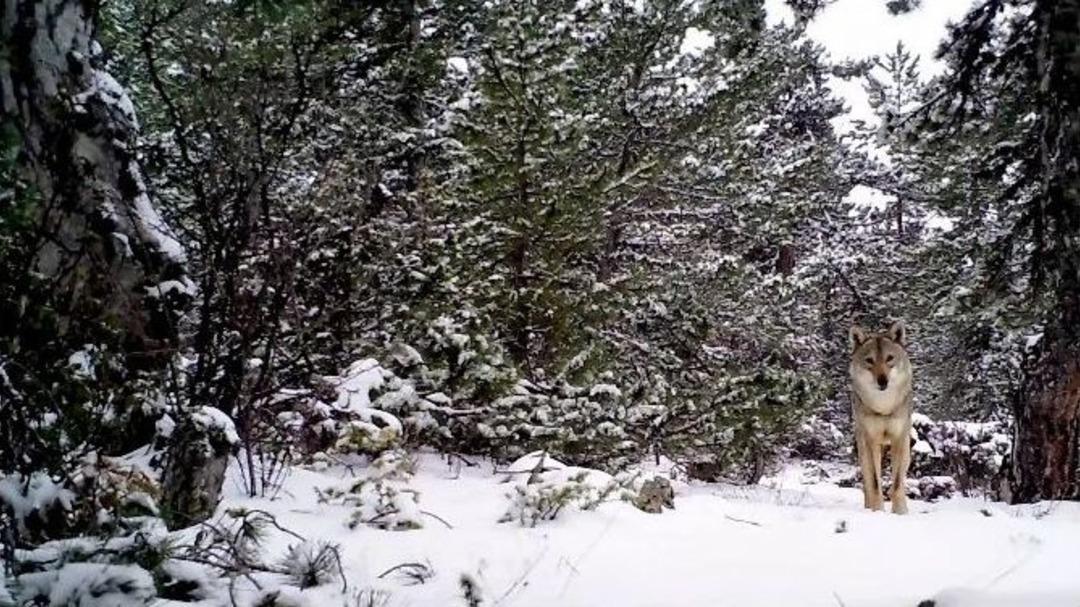 &ldquo;soğuksu: Bozkırdaki Orman&rdquo; Filminin &Ccedil;ekimleri Tamamlandı