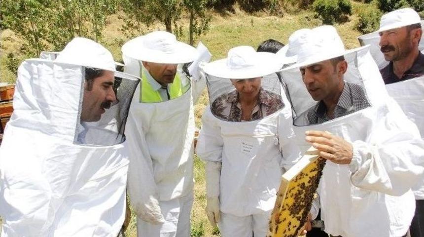 "organik Bal Arıcılığı&rdquo; Projesi Kapsamında İlk Hasat Yapıldı