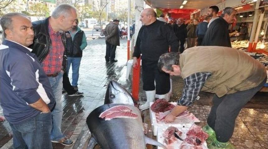 Marmara&rsquo;da 220 Kiloluk Orkinos Yakalandı