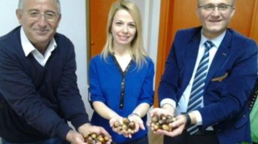 Palamut Meşeleri Toprakla Buluşacak