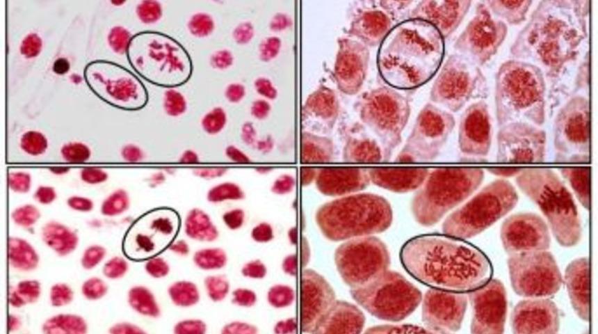 Ad&uuml;&rsquo;n&uuml;n Bildirileri Ulusal Kongrede En İyiler Arasına Girdi