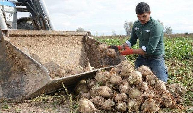 (özel Haber) Pancar Kotası Çiftçiyi Üzdü