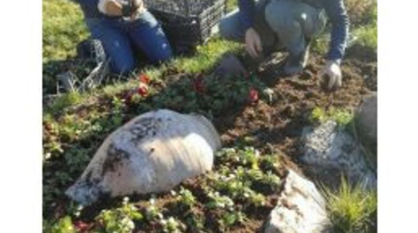 &Ccedil;ankırı&rsquo;ya 340 Bin Kış &Ccedil;i&ccedil;eği Dikildi