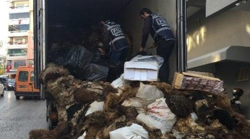 Hayvan Derilerinin Arasında Sigara &Ccedil;ıktı