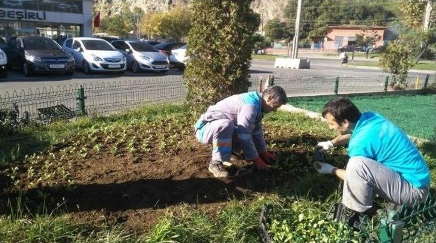 Ortahisar&rsquo;da Peyzaj &Ccedil;alışmaları S&uuml;r&uuml;yor